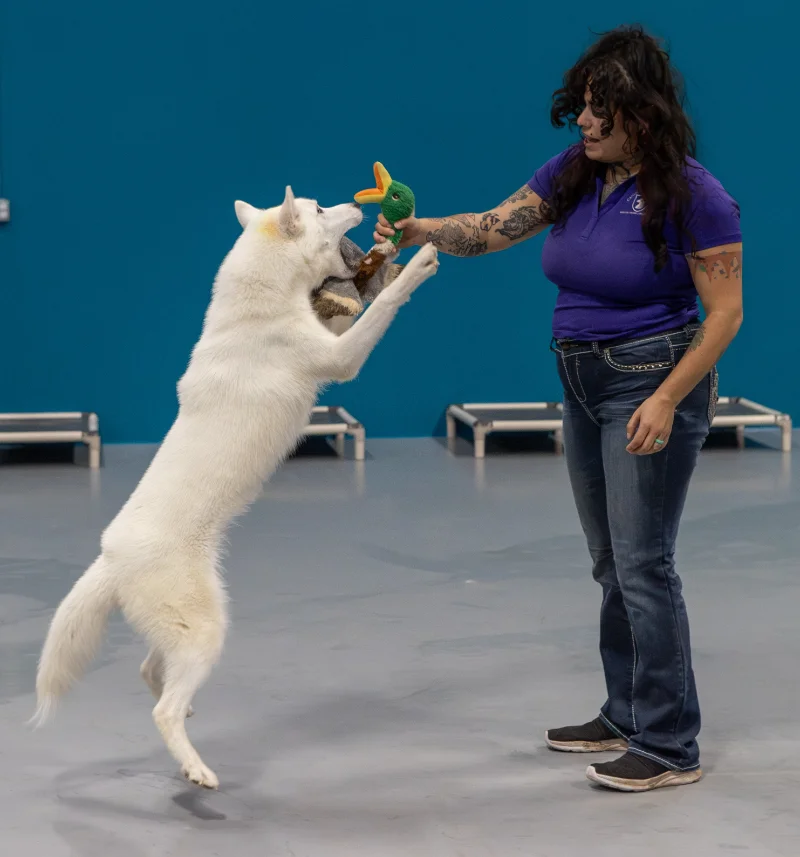 pet resort in west des moines ia