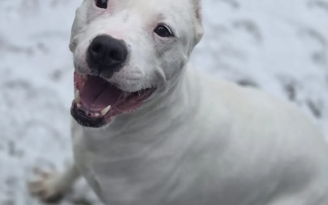 Winter Safety for Dogs: Keeping Your Pup Safe in the Cold