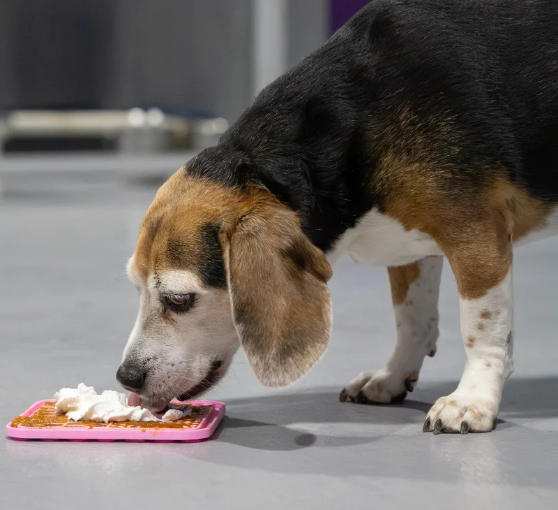 pet resort in west des moines ia