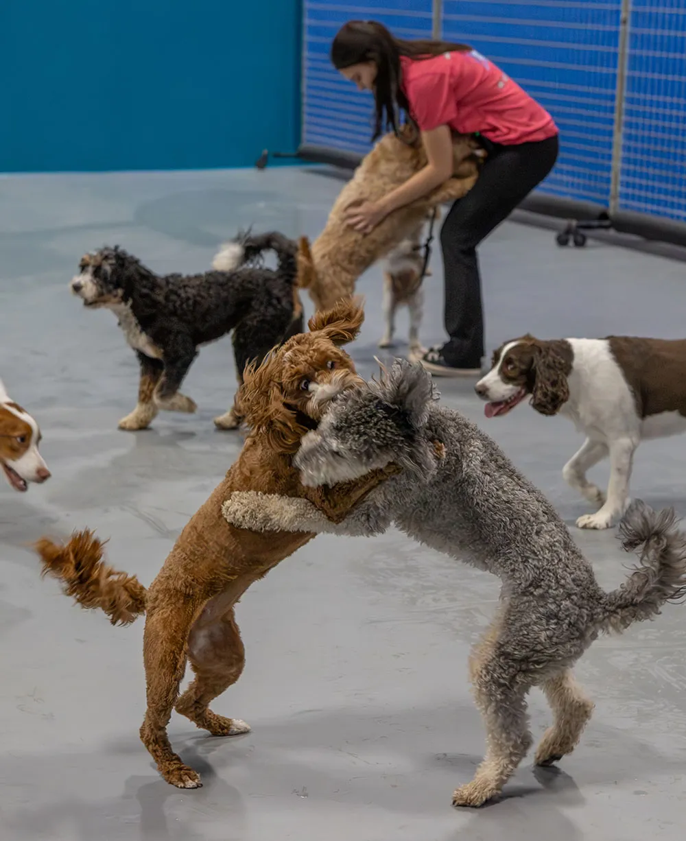 caninecountryclubwdm