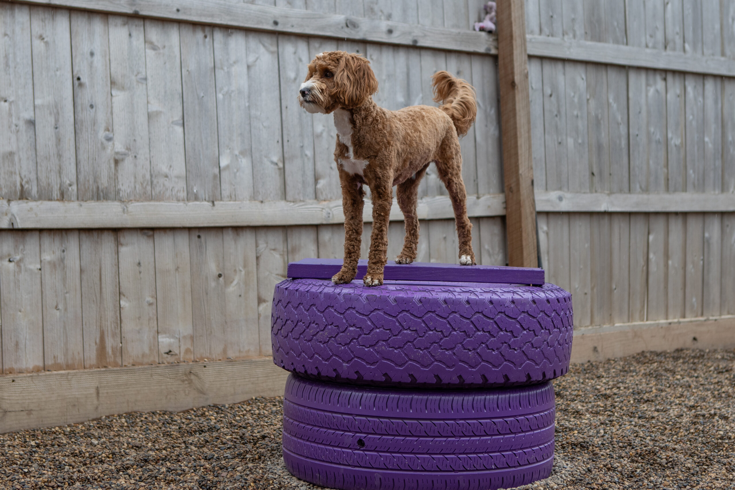 Dog-boarding-activity-package