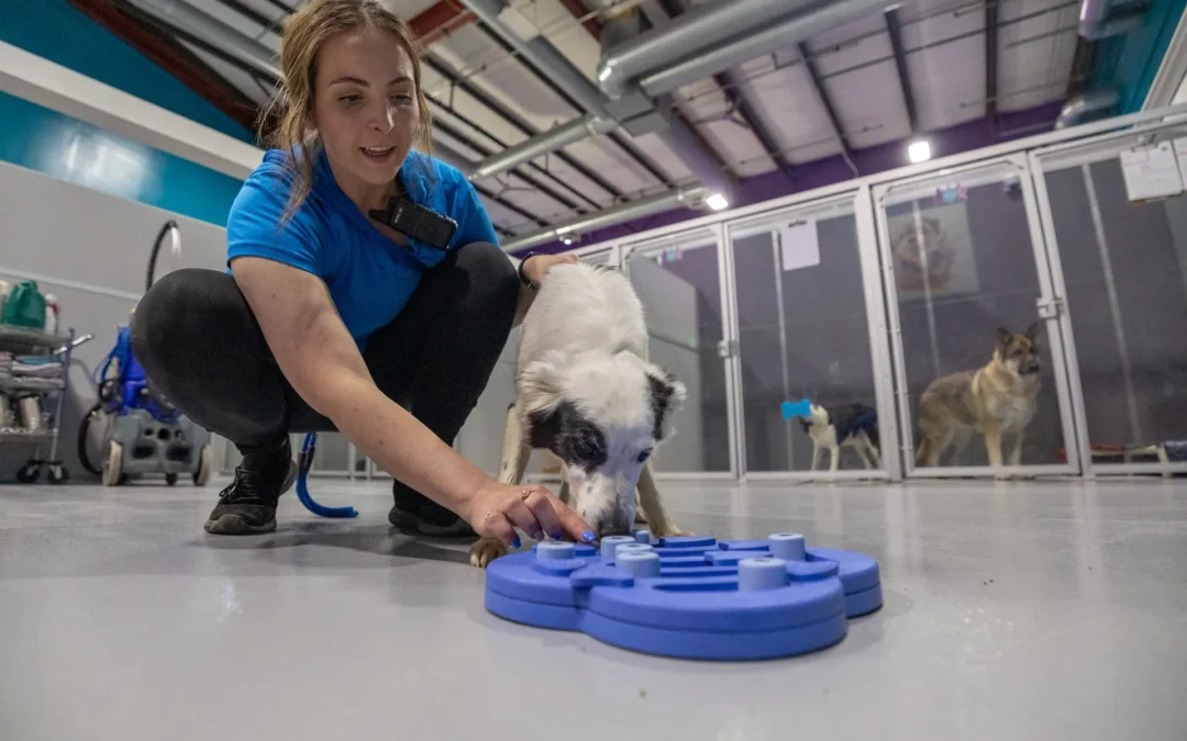 The Positive Impact: The Advantages of Enrichment Activities for Dogs