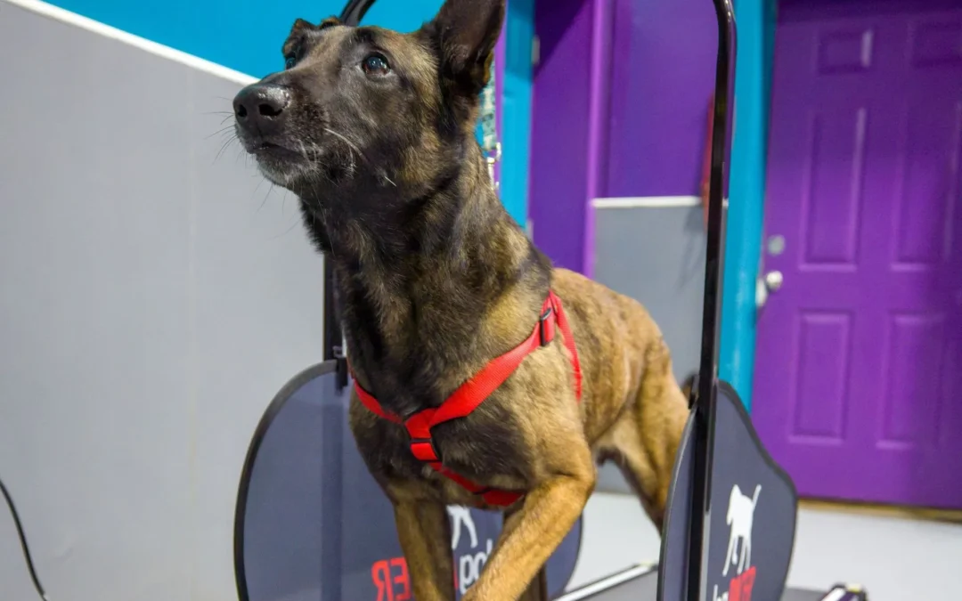 The Importance of Regular Exercise for Dogs