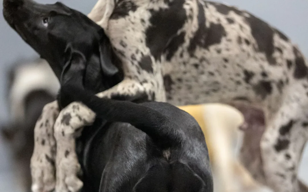 The Pawsitive Benefits of Dog Daycare