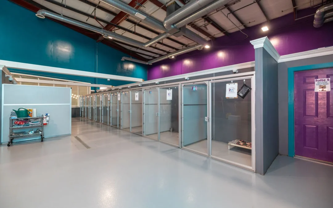 How Our Team Keeps Your Dog Happy and Safe While You’re Away