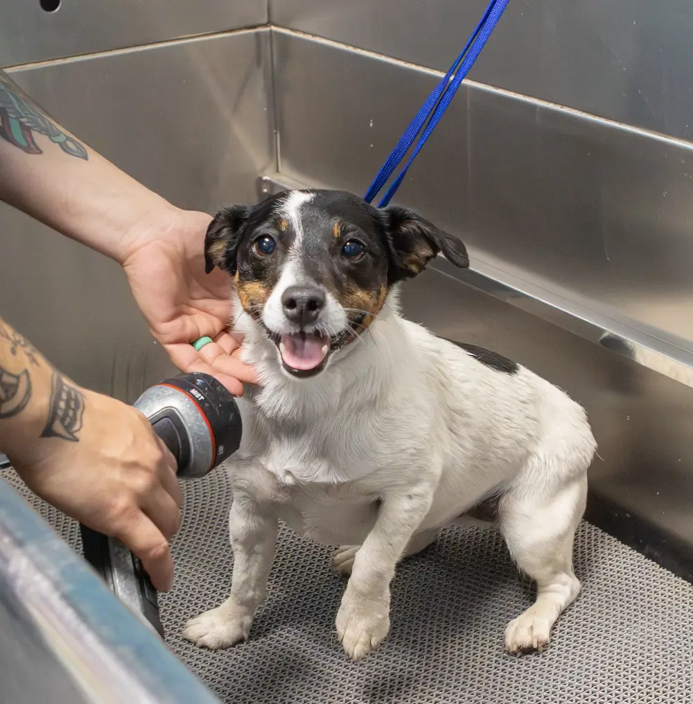 Dog-bathing-services