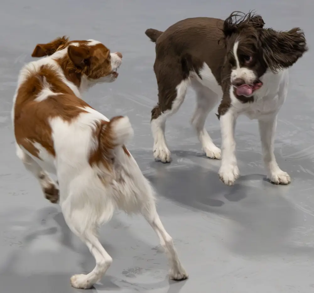 Dog Boarding in West Des Moines