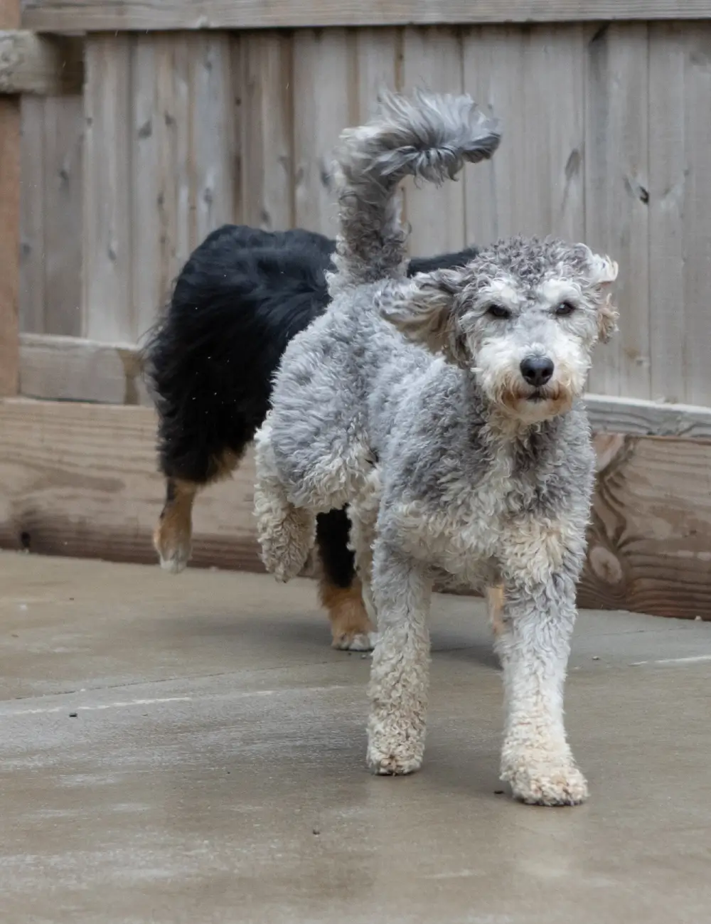 Dog Boarding in West Des Moines