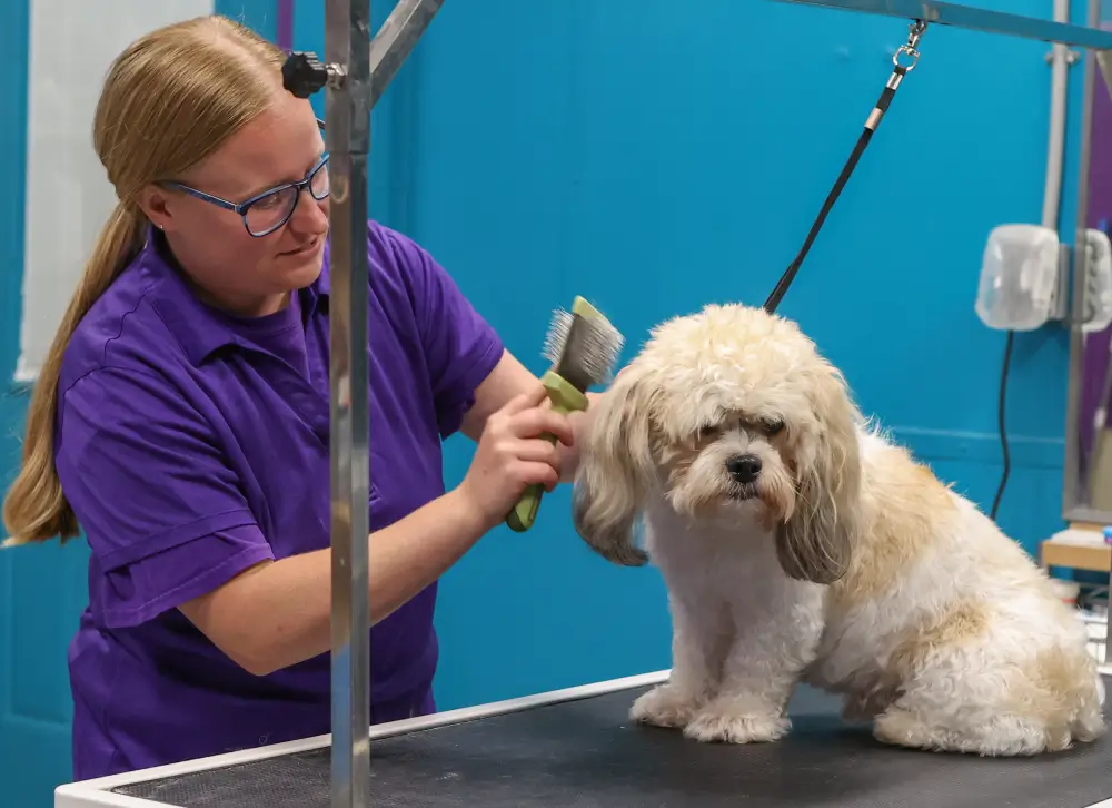 dog grooming west des moines