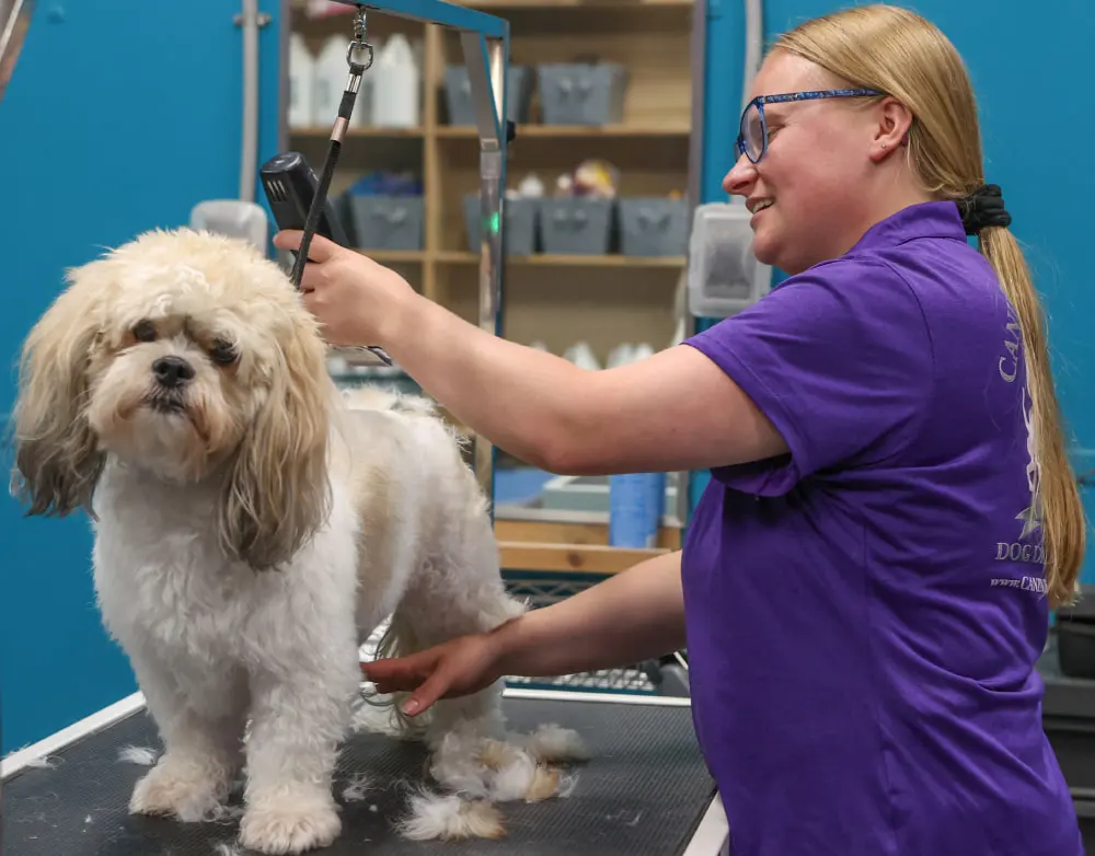 dog grooming west des moines