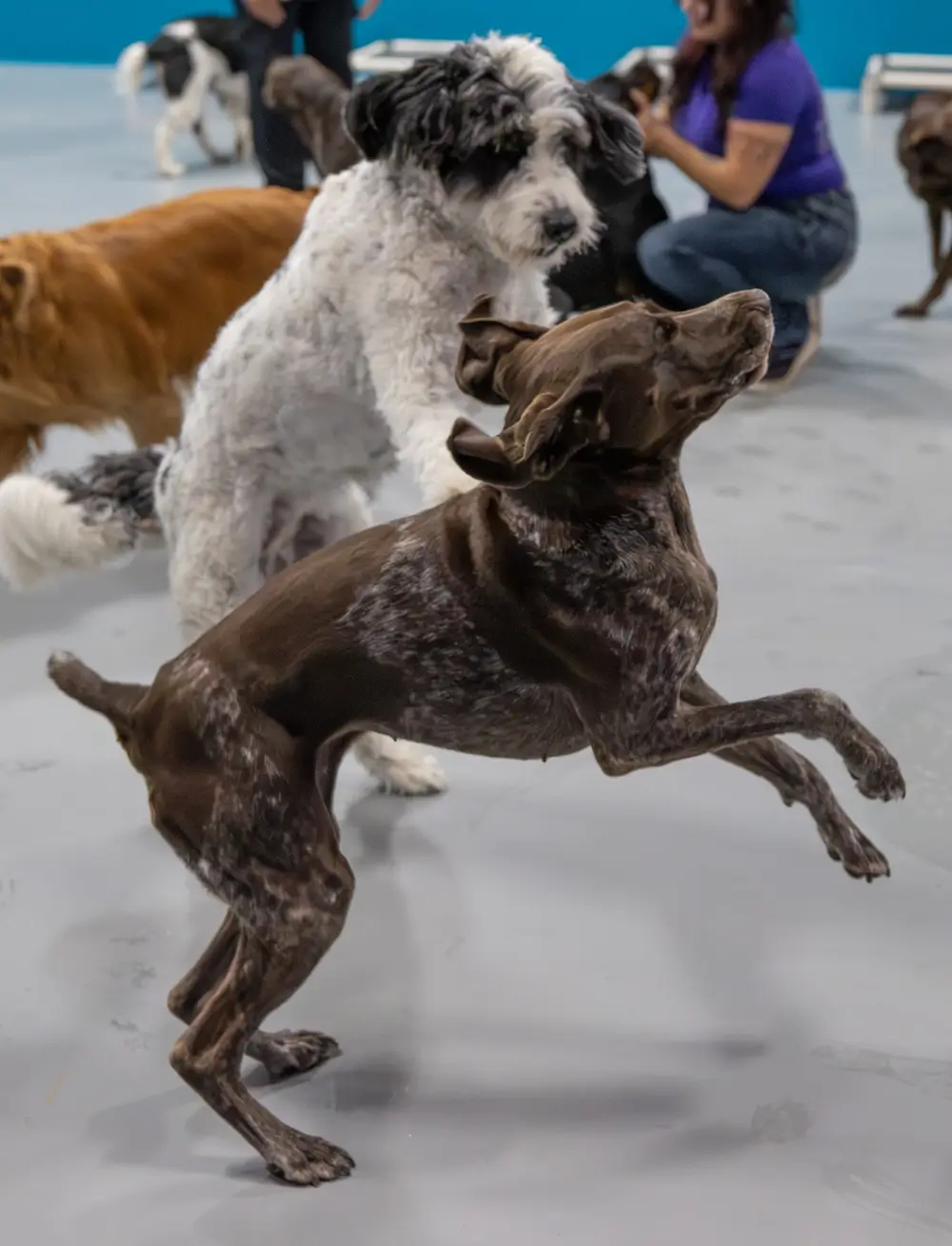  dog daycare west des moines