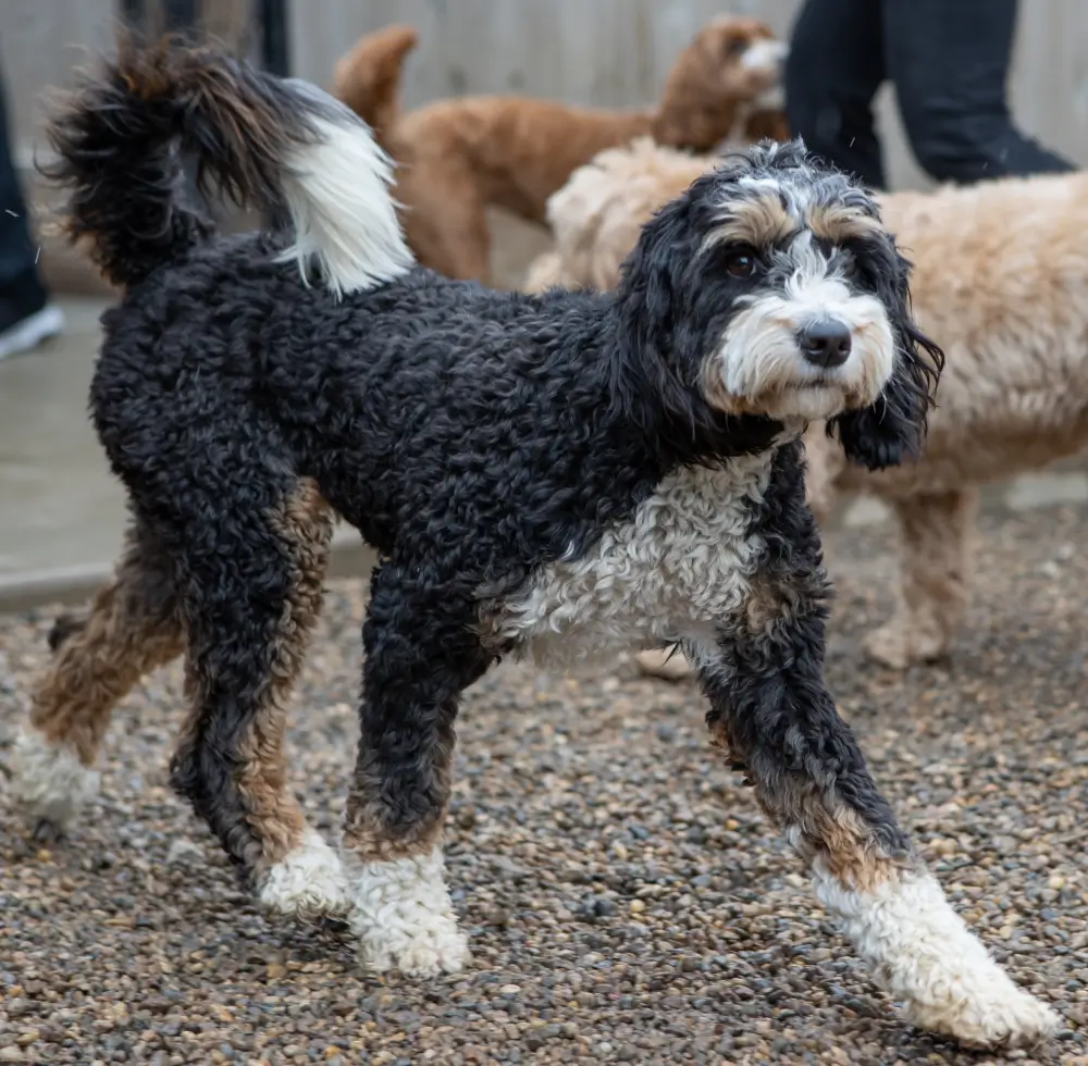  dog daycare west des moines