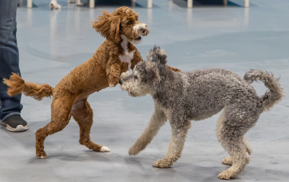  dog daycare west des moines