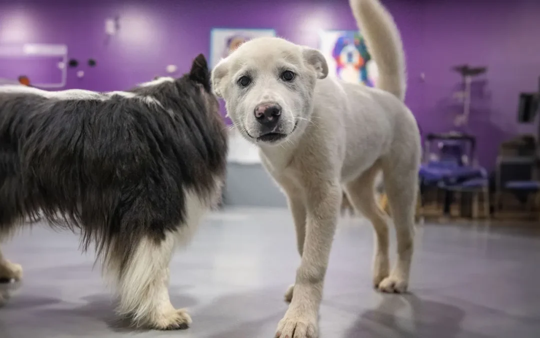 Unleashed Dangers: The Risks of Public Dog Parks & How Canine Country Club does it Safer