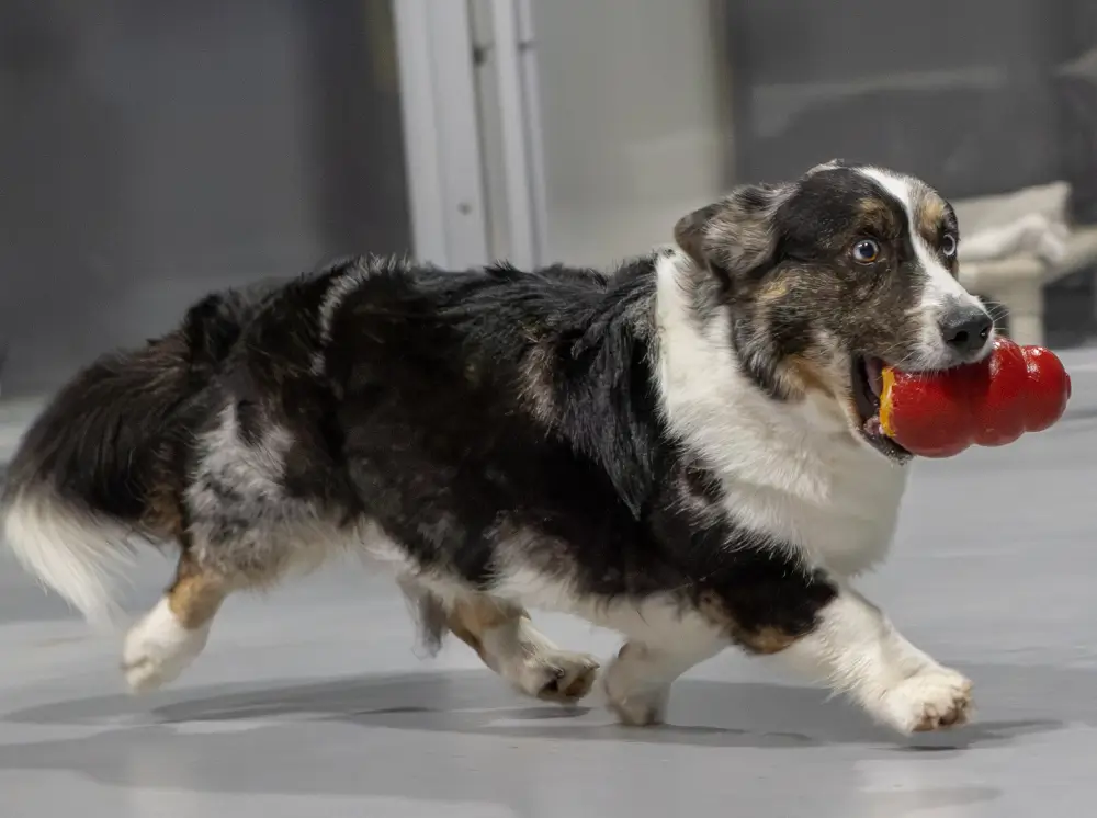 private-dog-training