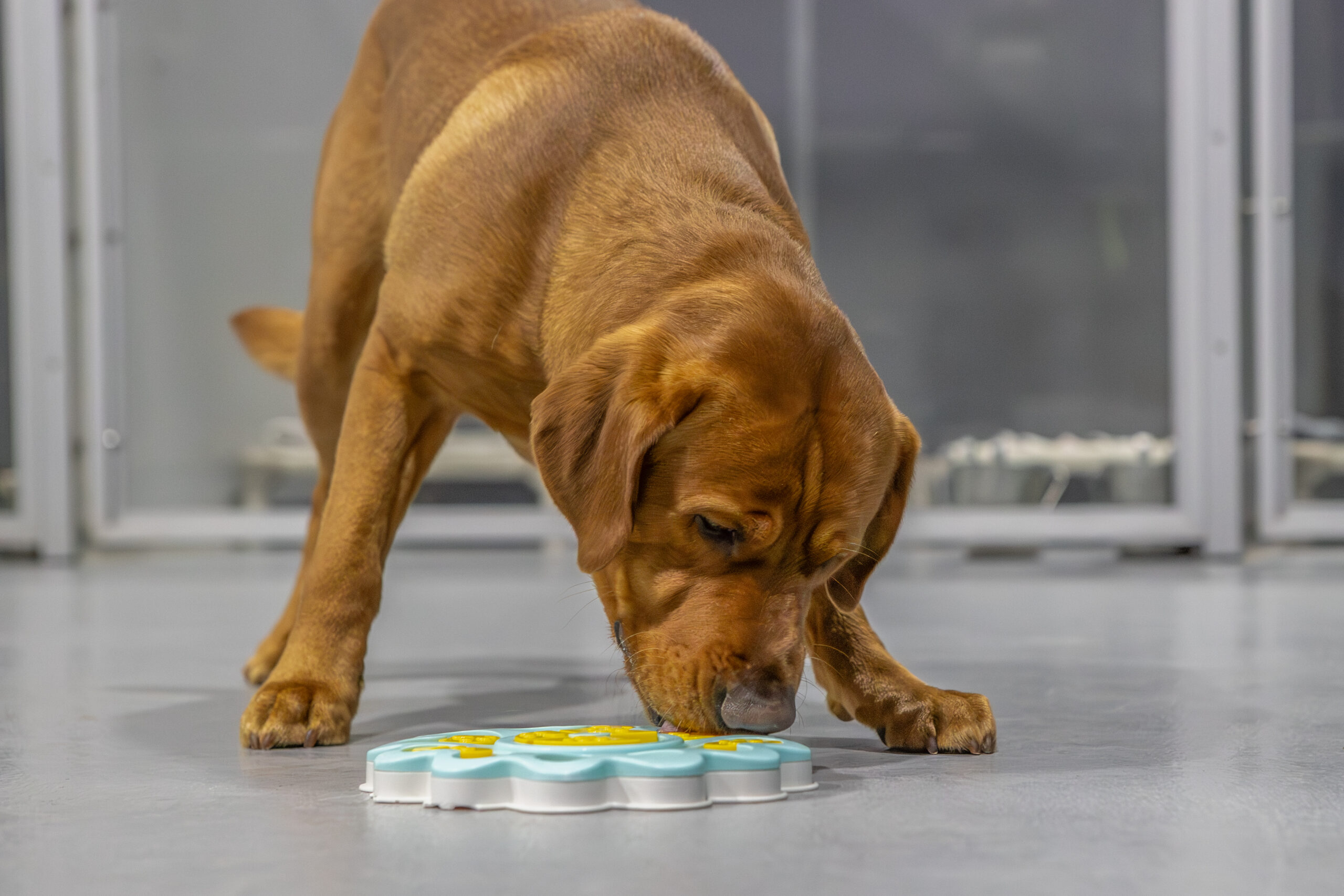  dog daycare west des moines