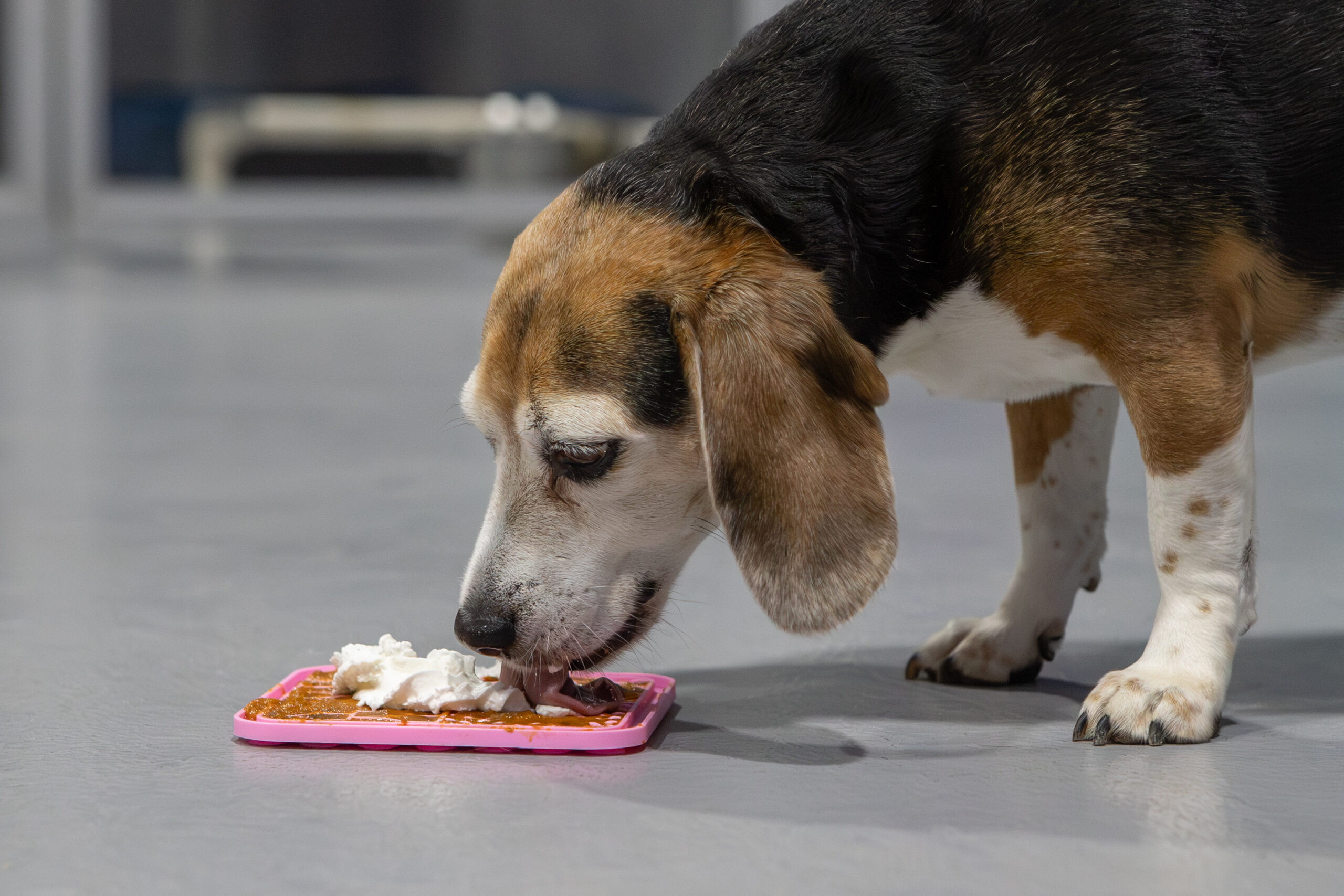 Dog Boarding in West Des Moines
