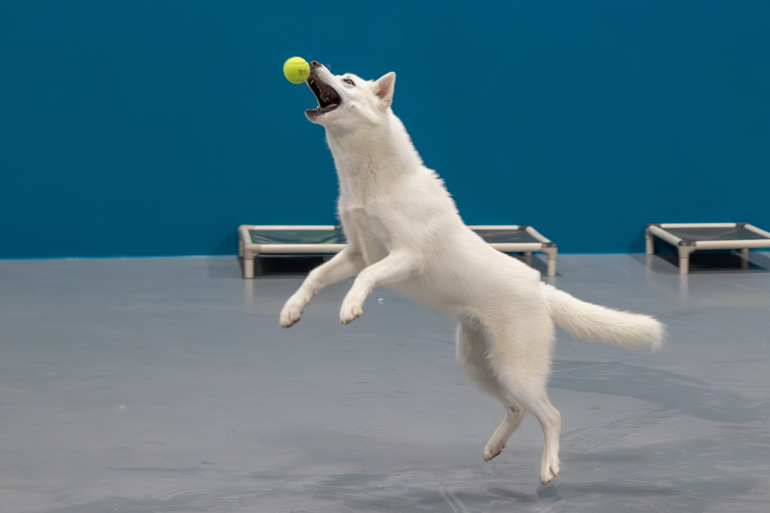  dog daycare west des moines