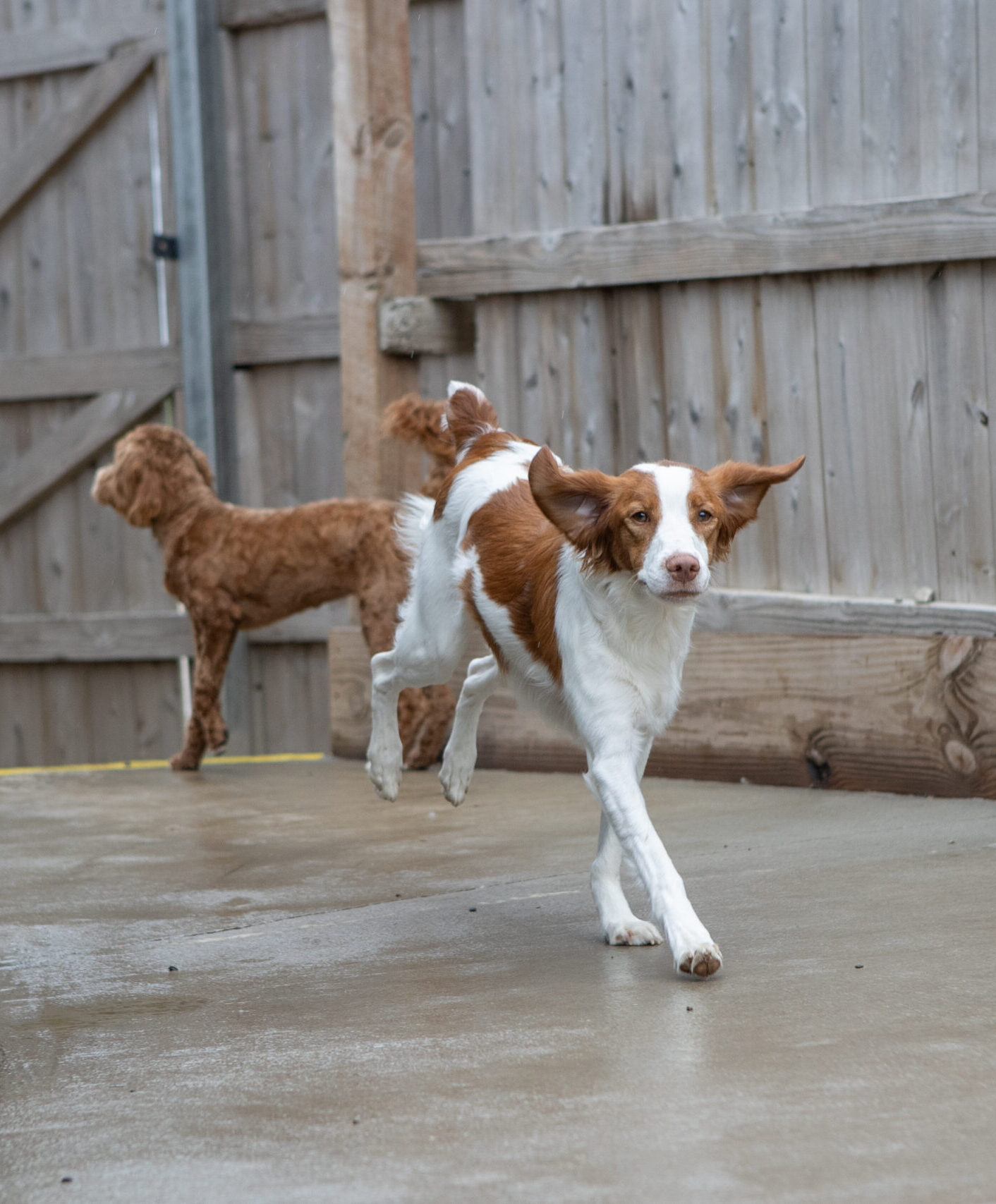  dog daycare west des moines