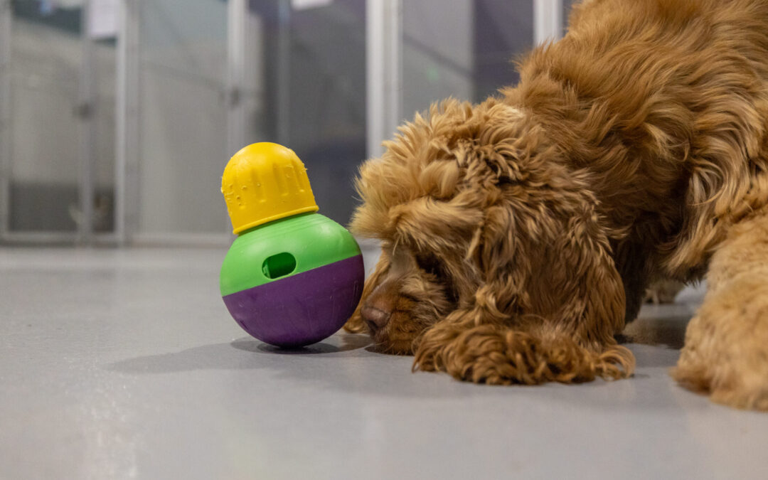 Maximizing Your Dog’s Daycare Day: The Benefits of Dog Daycare Fitness & Enrichment Activities