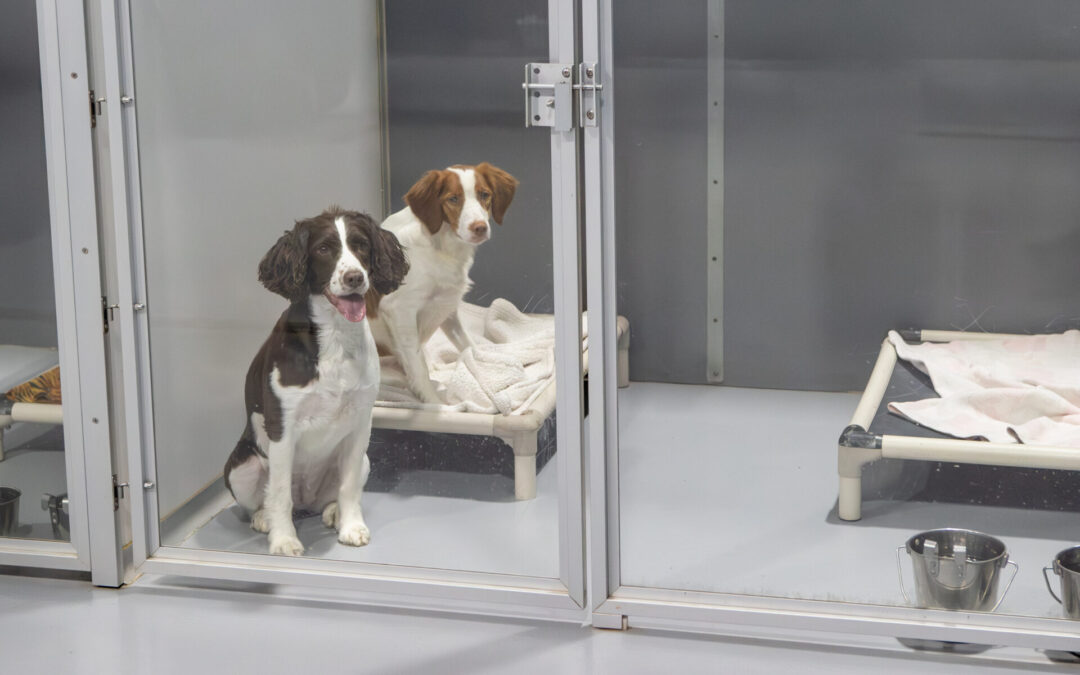 The Importance of Structured Rest Time in a Professional Dog Daycare Environment