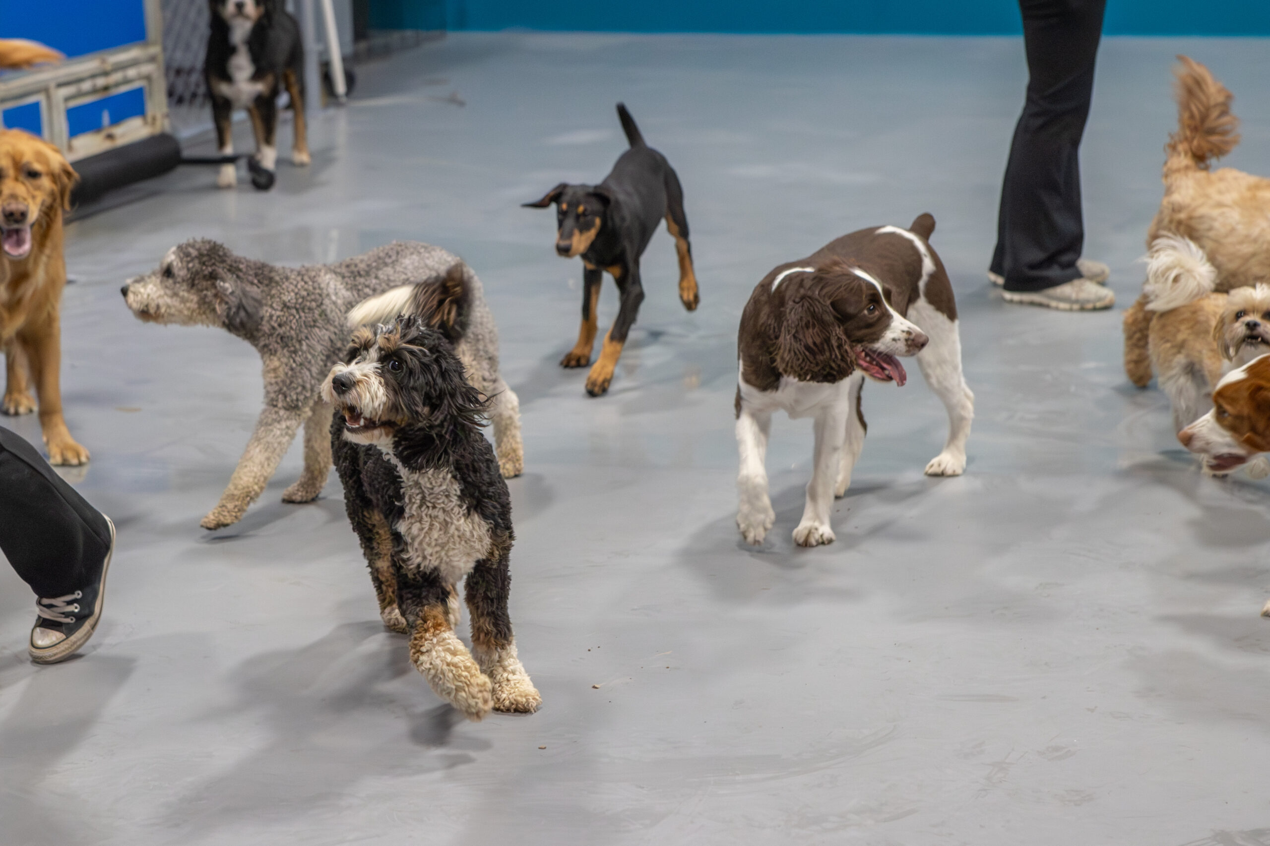 About Canine Country Club